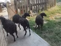 雌羊, Ouessant sheep — 写真 2