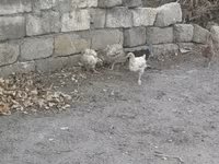 Chickens — photo 2
