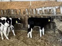 Býk, Russian Black pied cattle — foto 6