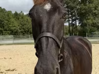 Yegua, Percheron — foto 3