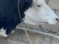 母牛, Red-spotted breed — 照片 1