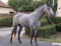 Stute, Appaloosa — Foto 2