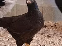 Chickens — zdjęcie 8