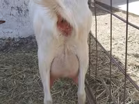 Koza, Saanen goat — zdjęcie 3