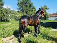 Cheval, Swedish warmblood horse — photo 7