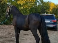 घोड़ा, Friesian — फ़ोटो 4