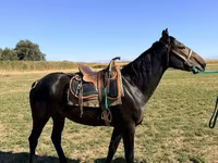 حصان, Karachay horse — الصورة 1