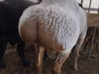 Widder, Rambouillet sheep — Foto 3