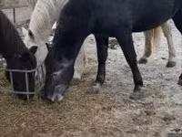 Cheval, Lipizzaner — photo 5