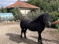 घोड़ा, Welsh Cob — फ़ोटो 1