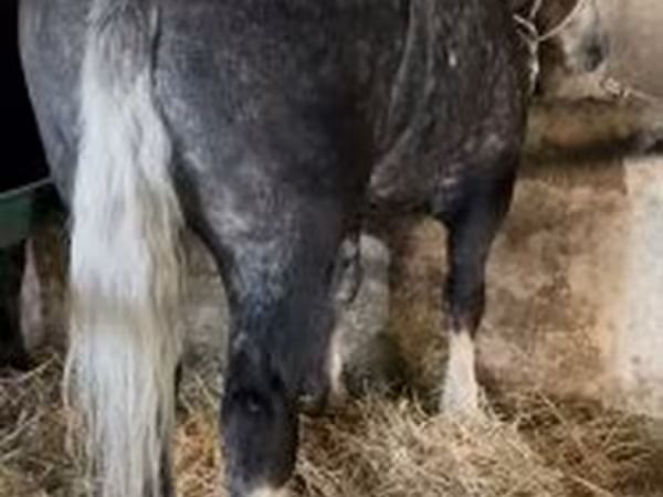 Chevaux (lot, sexe non indiqué), Chevaux