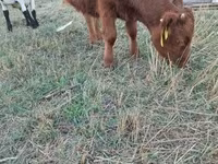 Toro, Dexter — foto 2