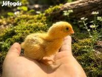 जापानीज़ — फ़ोटो 5