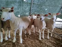 母羊, Ile-de-France sheep — 照片 4
