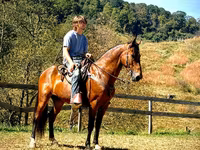 حصان, Tennessee Walking Horse — الصورة 2