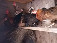 Chickens — zdjęcie 1
