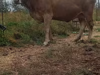 Krowa, Swiss cattle — zdjęcie 1