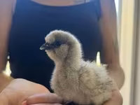 Silkie — foto 4