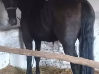 公马, Friesian — 照片 1