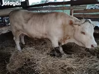 मवेशी (लॉट, लिंग निर्दिष्ट नहीं), मवेशी — फ़ोटो 8