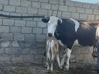 गाय, Simmental cattle — फ़ोटो 3
