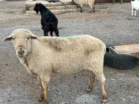 Bélier, Hampshire sheep — photo 7