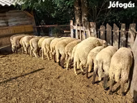 Schafe (Partie, Geschlecht nicht angegeben), Schafe — Foto 3