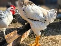 Chickens — Foto 1