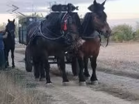 घोड़ी, Hungarian horse breed — फ़ोटो 6
