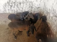 Moutons (lot, sexe non indiqué), Moutons — photo 2