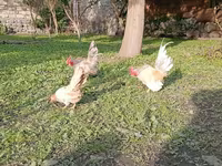سيراما — الصورة 4