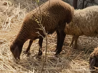 भेड़ें (लॉट, लिंग निर्दिष्ट नहीं), Karabakh sheep — फ़ोटो 1