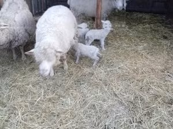 Ovce, Merino sheep