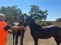 घोड़ी, Nonius horse — फ़ोटो 1
