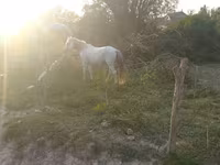 घोड़ा, Azerbaijan horse — फ़ोटो 3