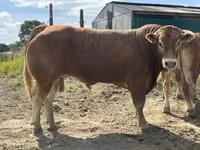 Taureau, Vache limousine — photo 3