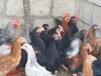 Chickens — photo 2