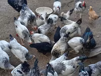 Chickens — फ़ोटो 3