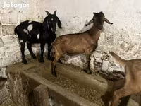 Boucs, Nubian Goat — photo 5