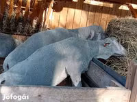 Beran, Merino sheep — foto 1