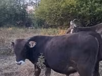 Byk, Brązowa karpacka rasa — zdjęcie 3