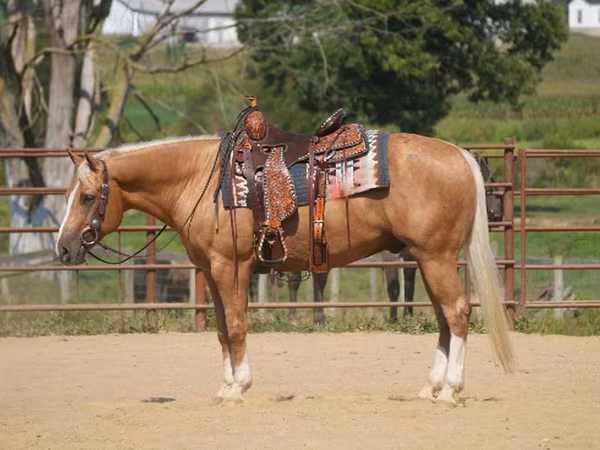 Cheval, Quarter Horse