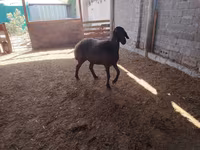 绵羊（批次，未指定性别）, Blackheaded Persian sheep — 照片 6