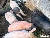 Boar, Гемпшир — photo 1