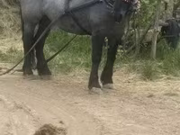 Yegua, Polish Heavy — foto 7