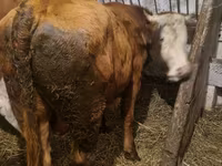 Buğa, Simmental cattle — foto 4