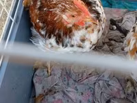 Pekin Bantam — zdjęcie 5