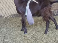 Billy Goat, LaMancha goats — photo 2