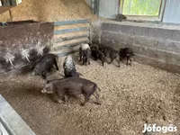 Boar, Мангалица — photo 2