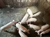मादा सूअर, Датский ландрас — फ़ोटो 7